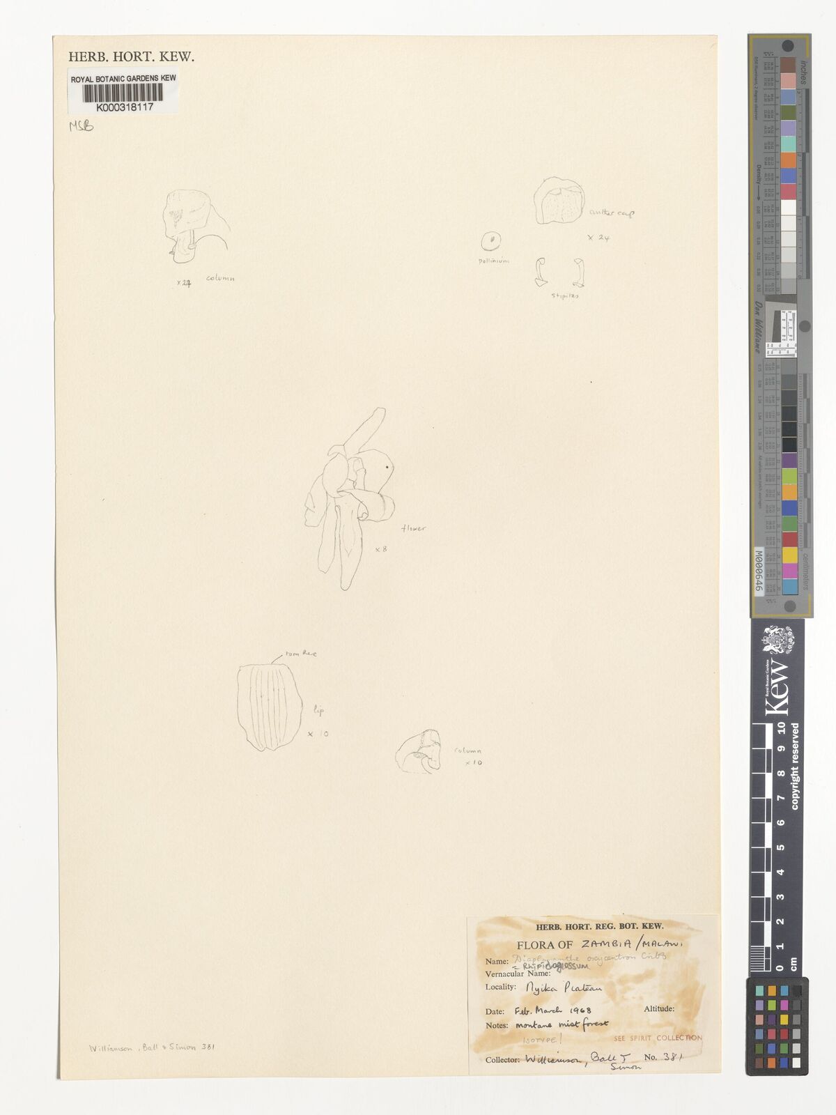 Kew Gardens K000318117:  Williamson, G. [381] Malawi