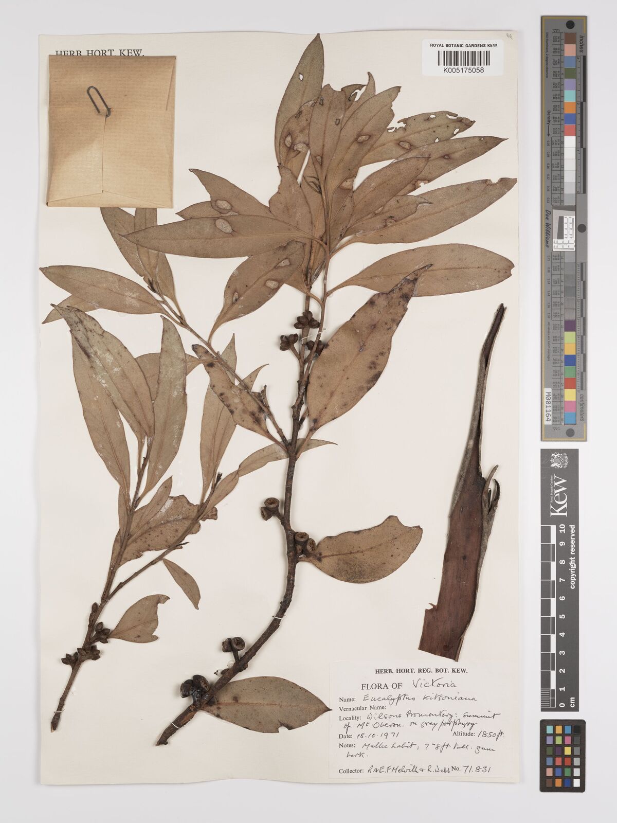 Eucalyptus kitsoniana Maiden | Plants of the World Online | Kew Science