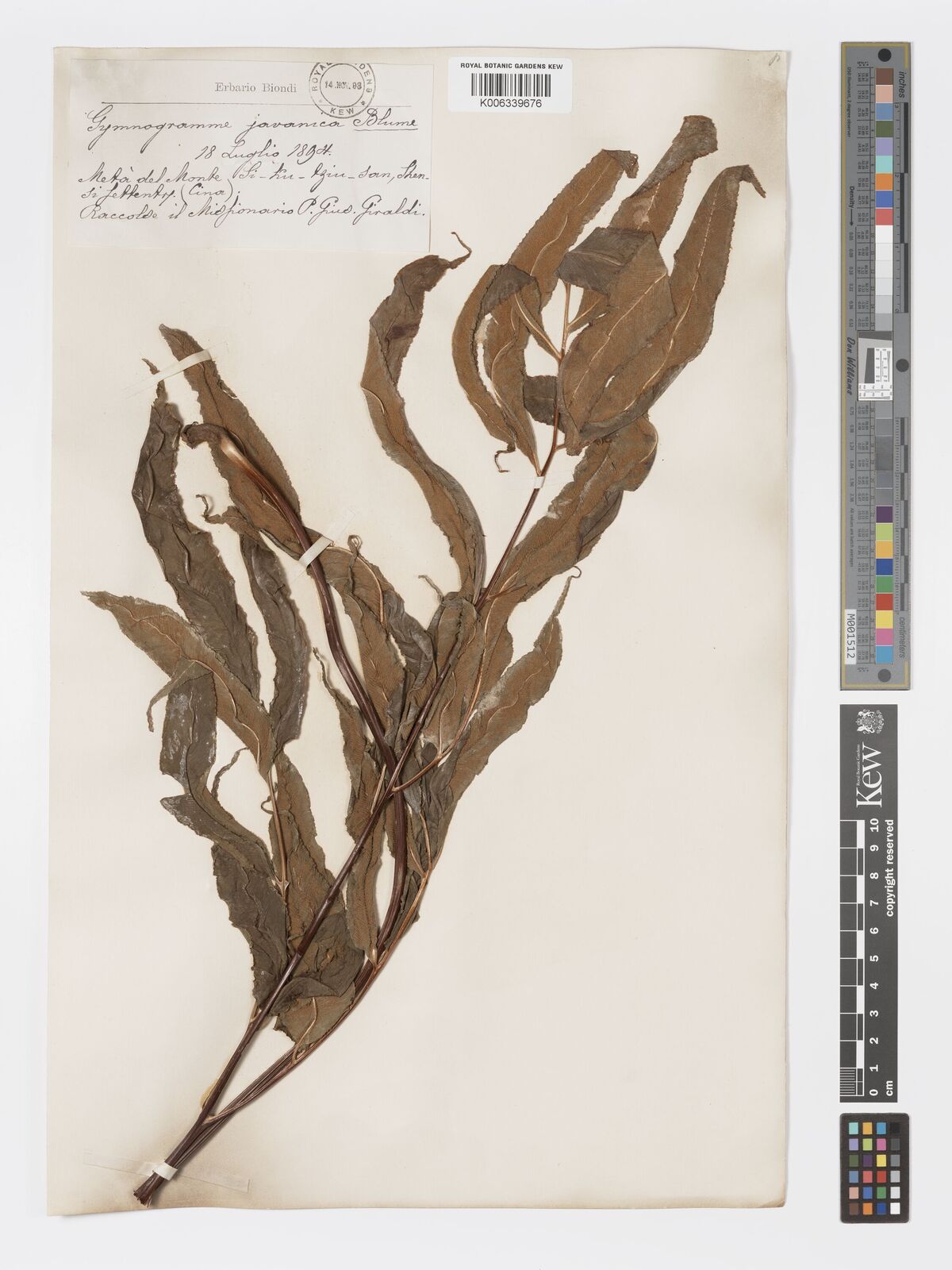 Coniogramme sinensis