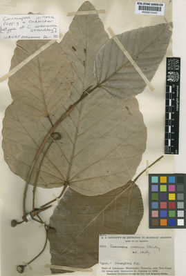 Kew Gardens K000512443:  Krukoff, B.A. [6524] Brazil