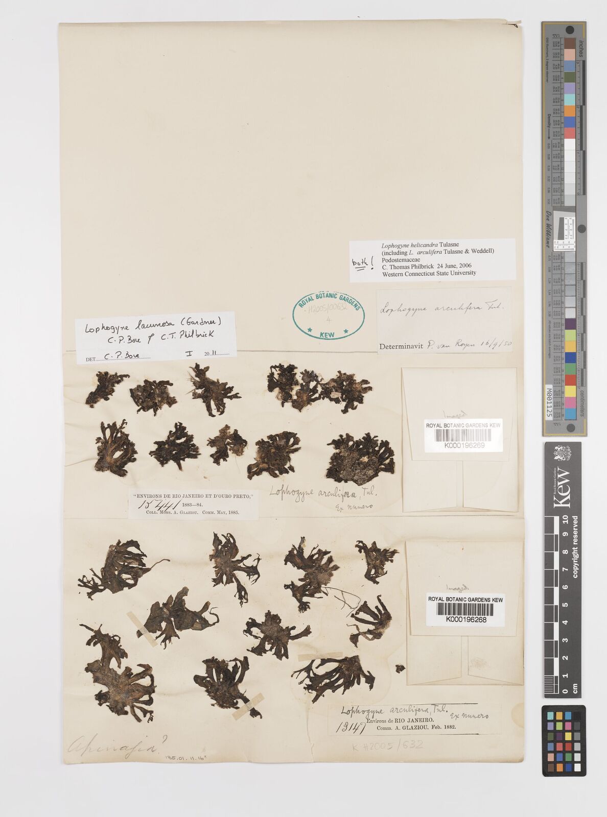 Kew Gardens K000196268:  Glaziou, A.F.M. [13147] Brazil
