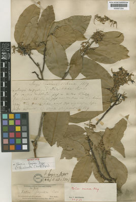 Kew Gardens K000671244:  [Croviree], H. [124] Burma