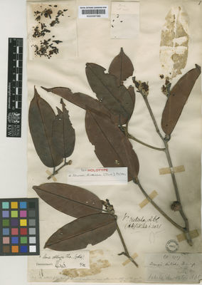 Kew Gardens K000587362:  s.coll. [3707] Sri Lanka