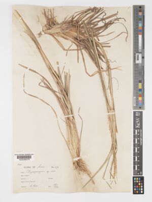Kew Gardens K000290079:  Kerr, A.F.G. [10721] Thailand
