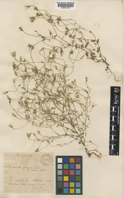 Kew Gardens K000814272:  Adamovic, L. [s.n.] Serbia