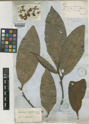 Kew Gardens K000487313:  Goudot [s.n.] Colombia