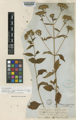 Kew Gardens K000488810:  s.coll. [1091] Colombia