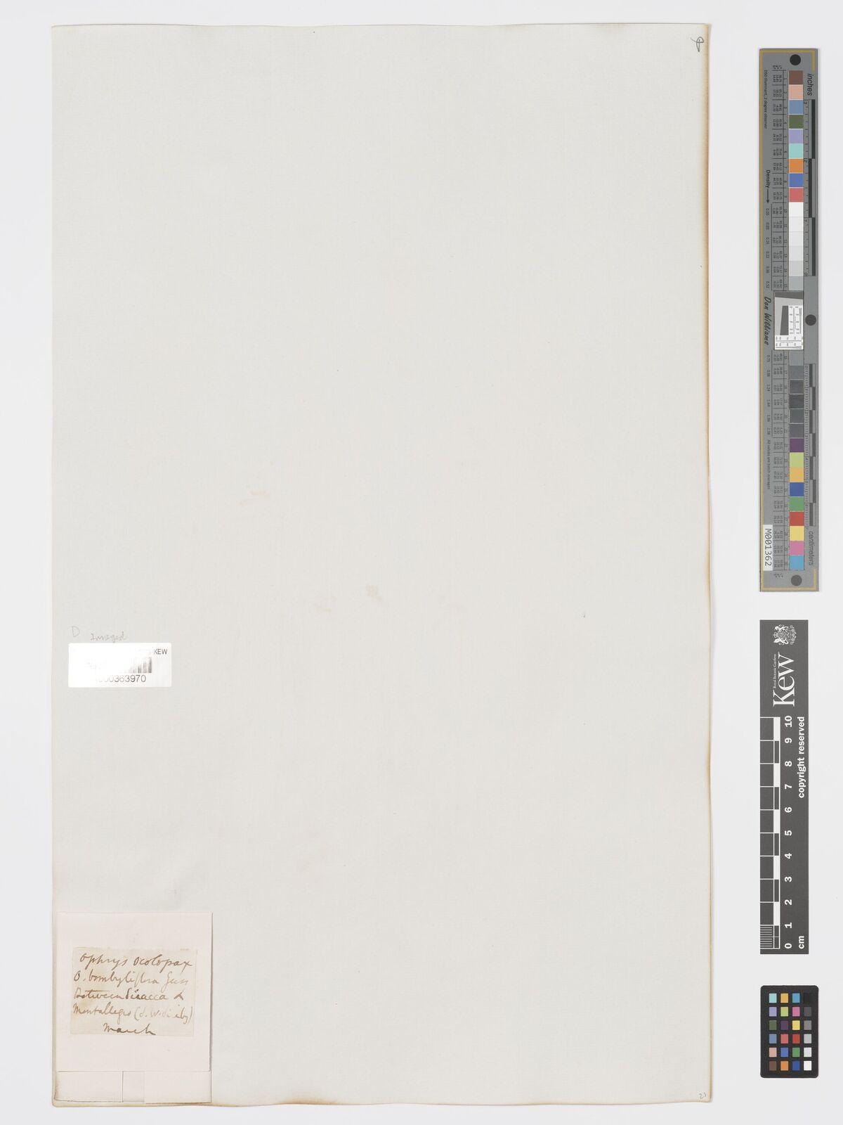 Kew Gardens K000363970:  s.coll. [s.n.] Italy