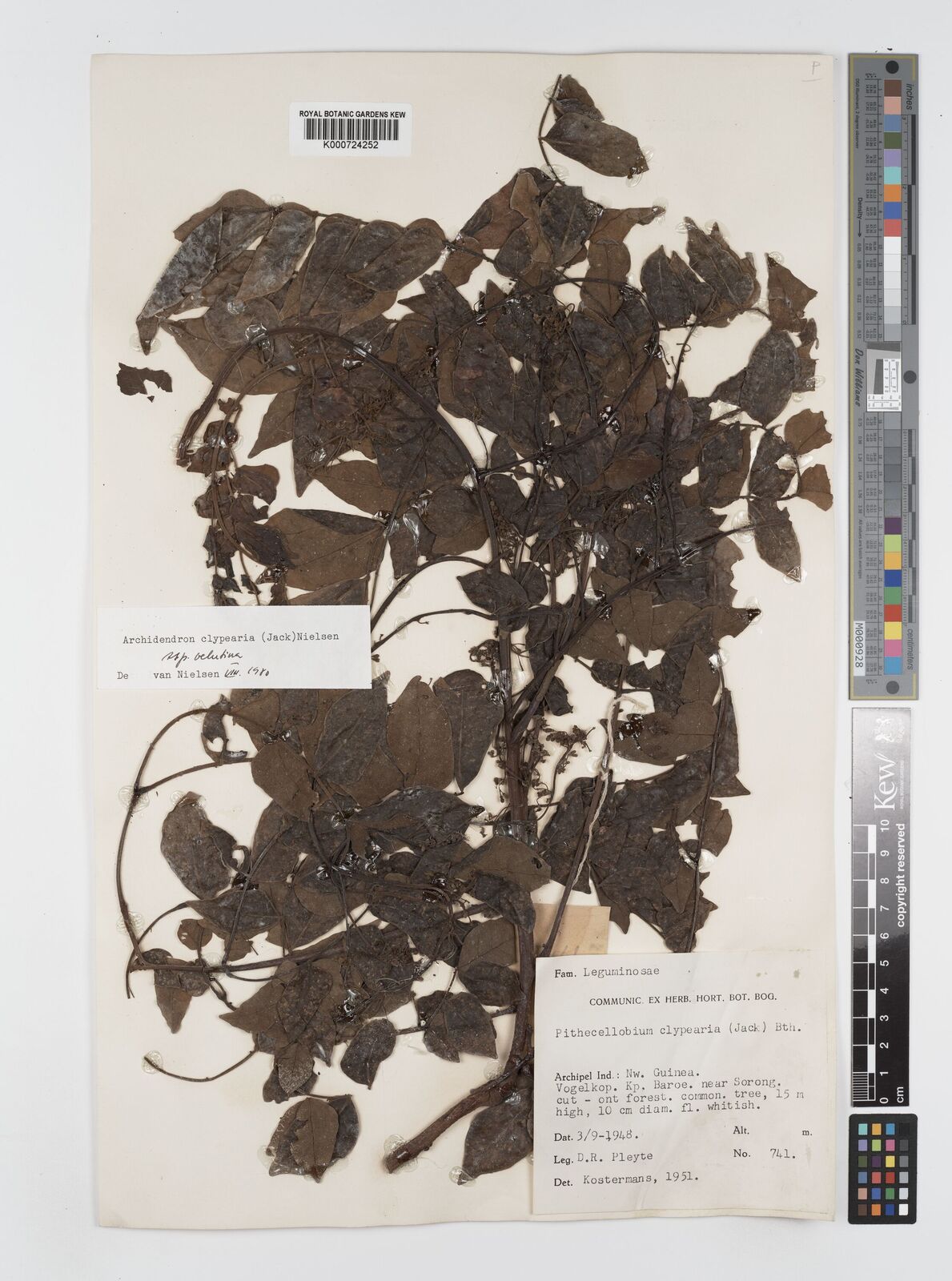 Kew Gardens K000724252:  Pleyte, D.R. [741] Papua New Guinea