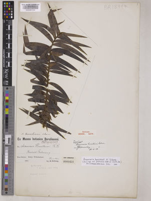 Kew Gardens K000961234:  Hunstein, C. [s.n.] Papua New Guinea