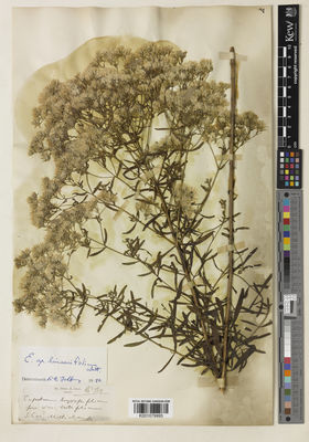 Kew Gardens K001079995:  Gray, A. [s.n.] United States