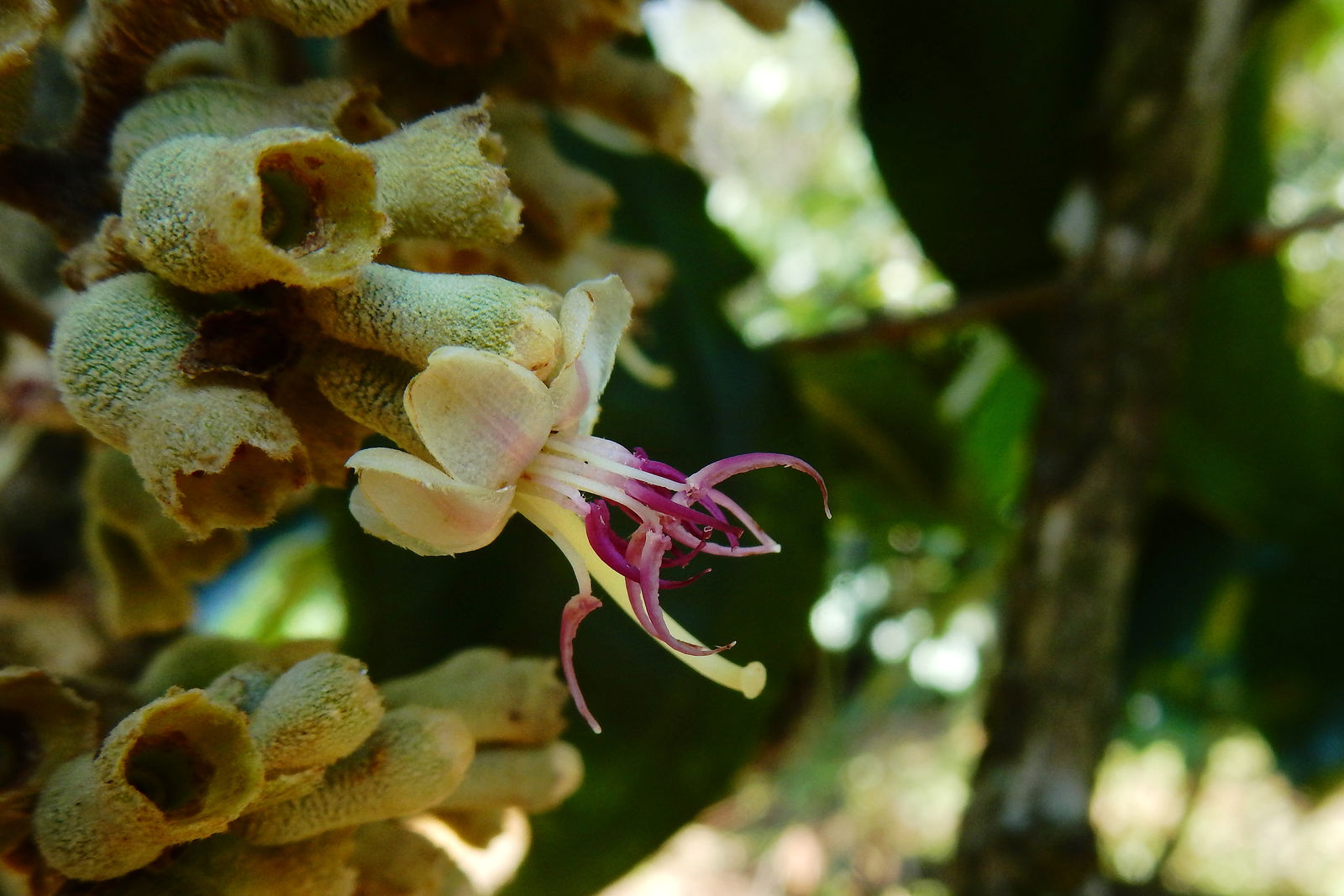 © copyright of the Board of Trustees of the Royal Botanic Gardens, Kew.