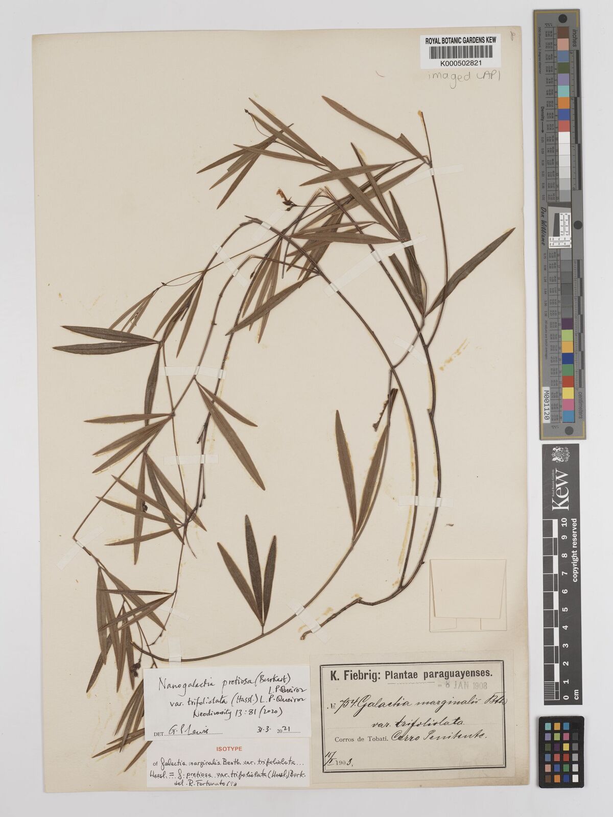 Kew Gardens K000502821:  Fiebrig, K. [754] Paraguay