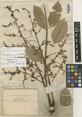 Kew Gardens K000657481:  Beccari, O. [s.n.] Malaysia