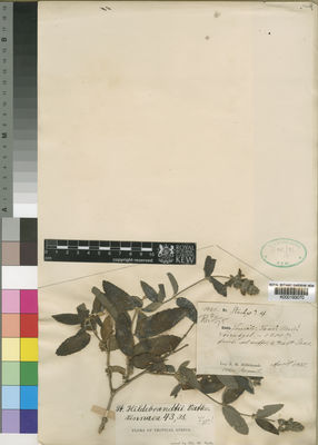 Kew Gardens K000193070:  Hildebrandt, J.M. [1426] Somalia