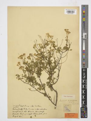Kew Gardens K001513591:  Sim, N.N.; Small, A.J. [13183] China