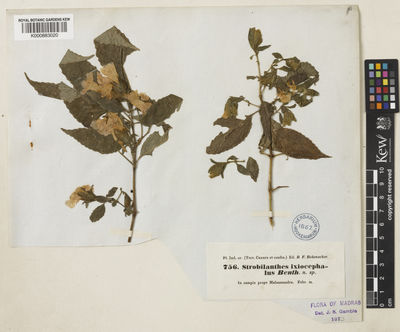 Kew Gardens K000883020:  Hohenacker, R.F. [756] India