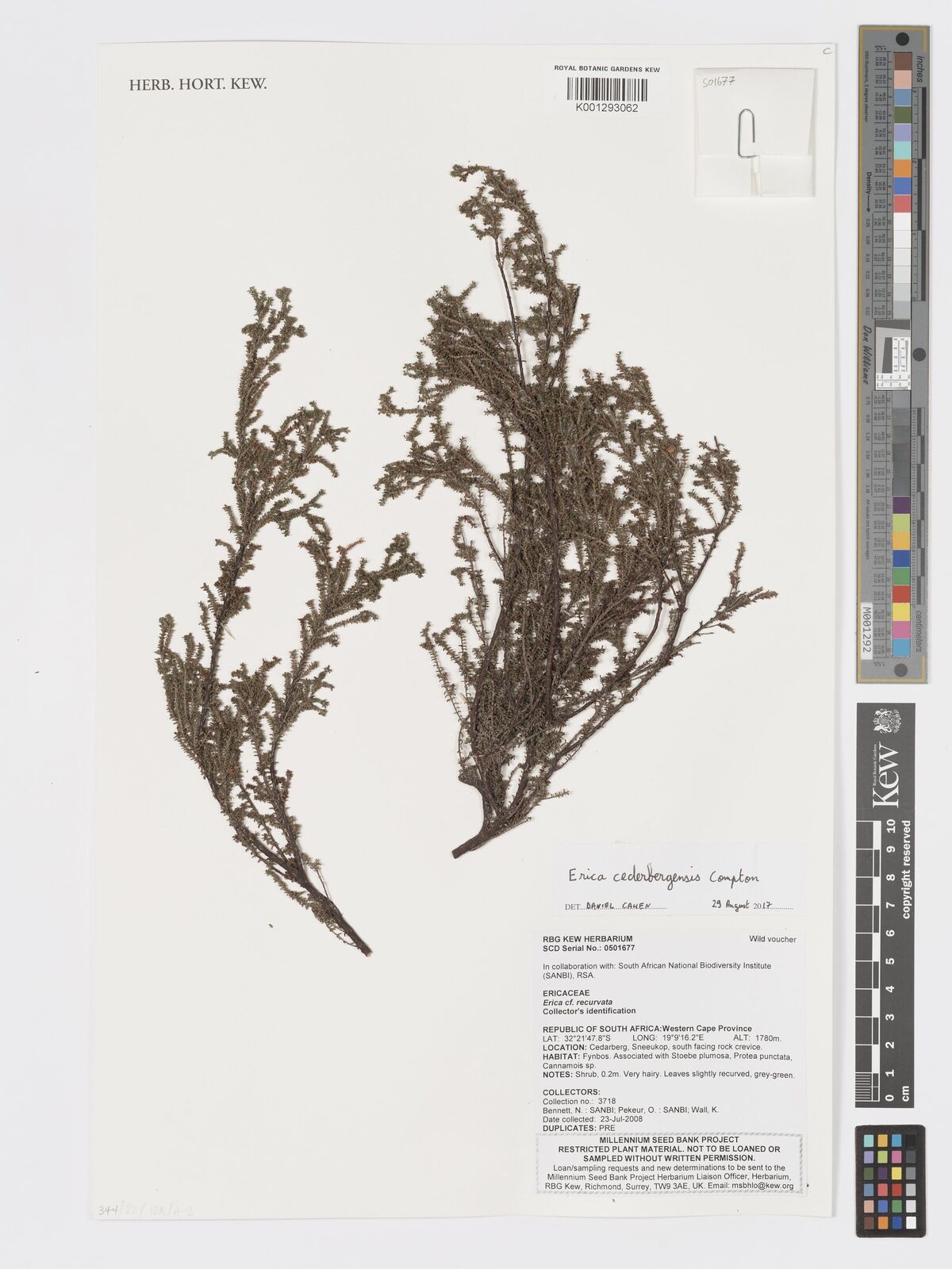 Erica cederbergensis