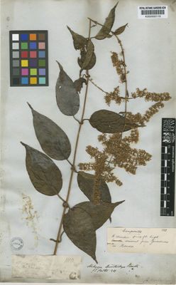 Kew Gardens K000500119:  s.coll. [1110] Colombia