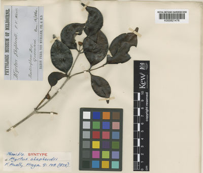 Kew Gardens K000821476:  Mueller, F, J.H.von [s.n.] Australia