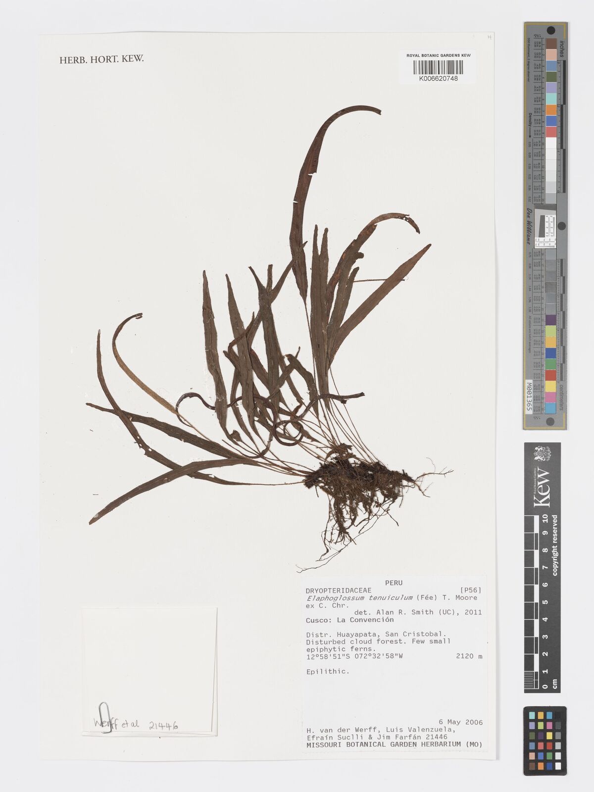 Elaphoglossum tenuiculum