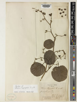 Kew Gardens K000075323:  Triana, J. [s.n.] Colombia