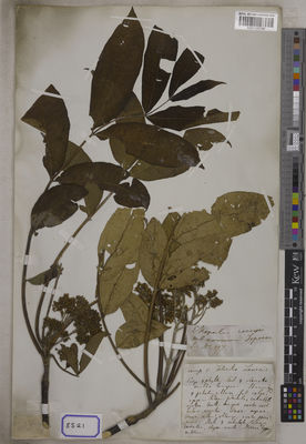 Kew Gardens K001125766:  Wallich, N. [Cat. no. 8521] Nepal