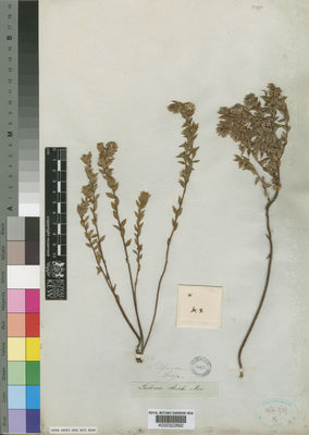 Kew Gardens K000322692:  Drege [s.n.] South Africa