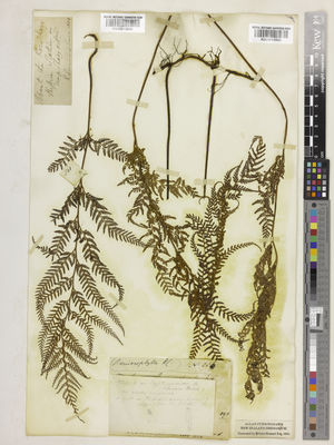 Kew Gardens K000913946:  Cunningham, R. [s.n.] New Zealand