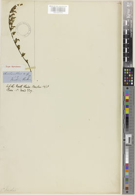 Kew Gardens K001057919:  s.coll. [s.n.] China