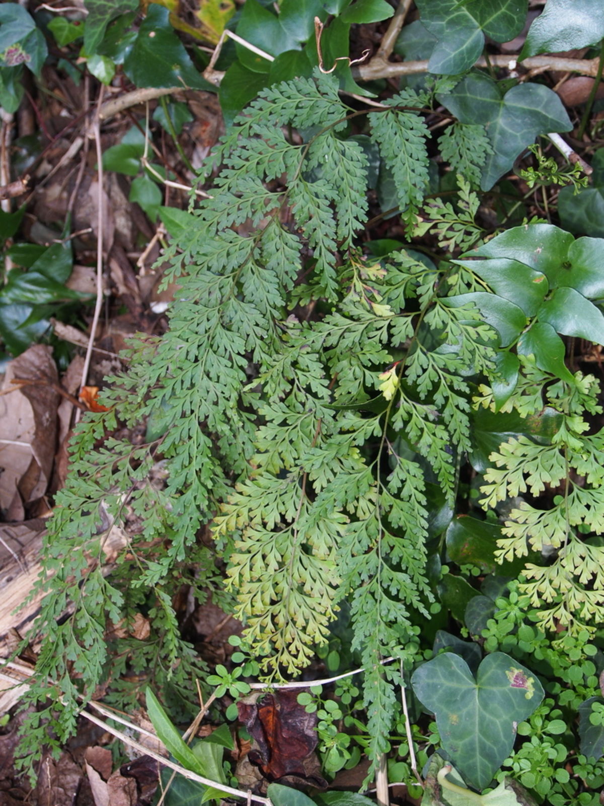 Odontosoria biflora (Kaulf.) C.Chr., Plants of the World Online