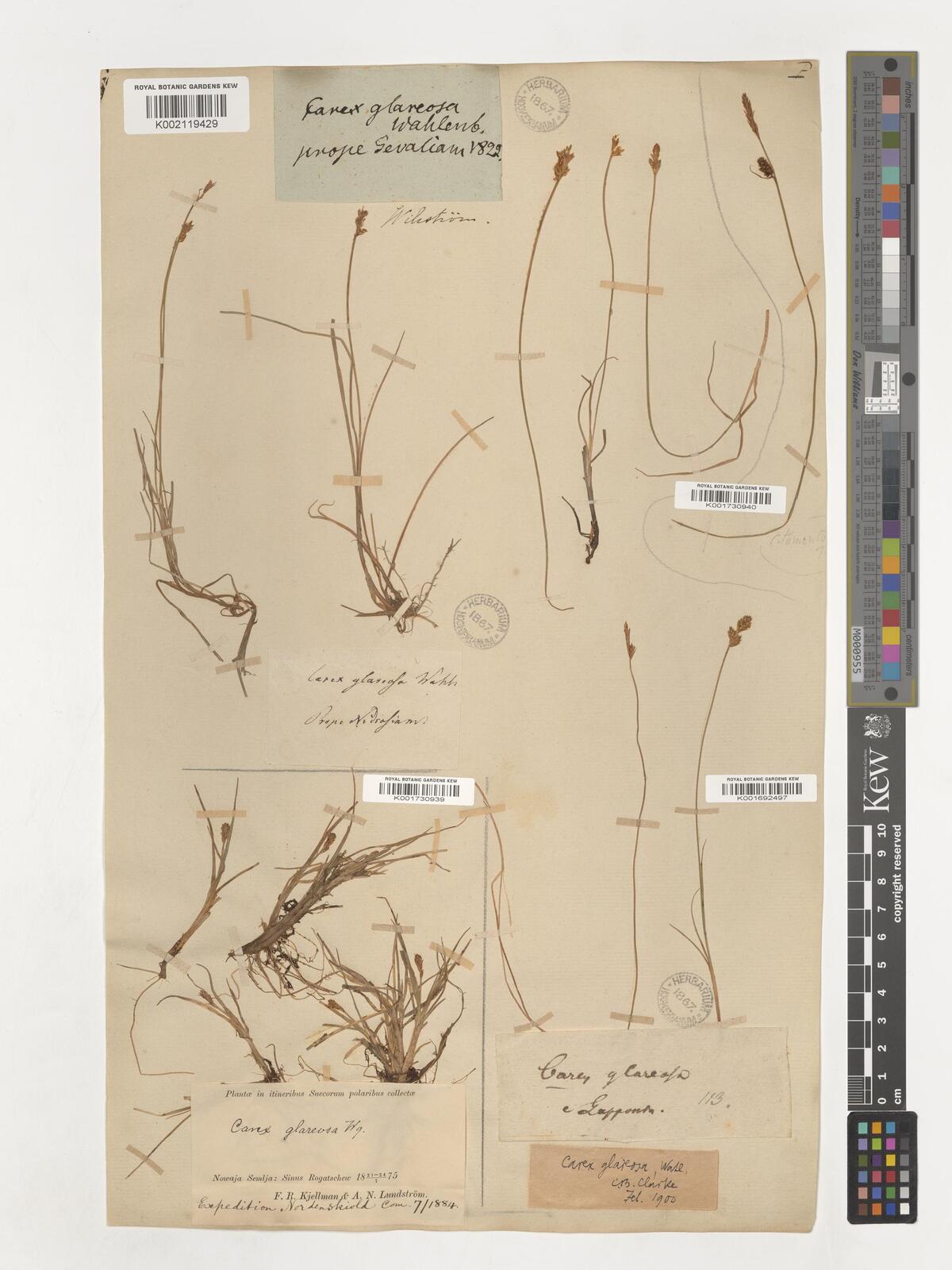 Carex glareosa