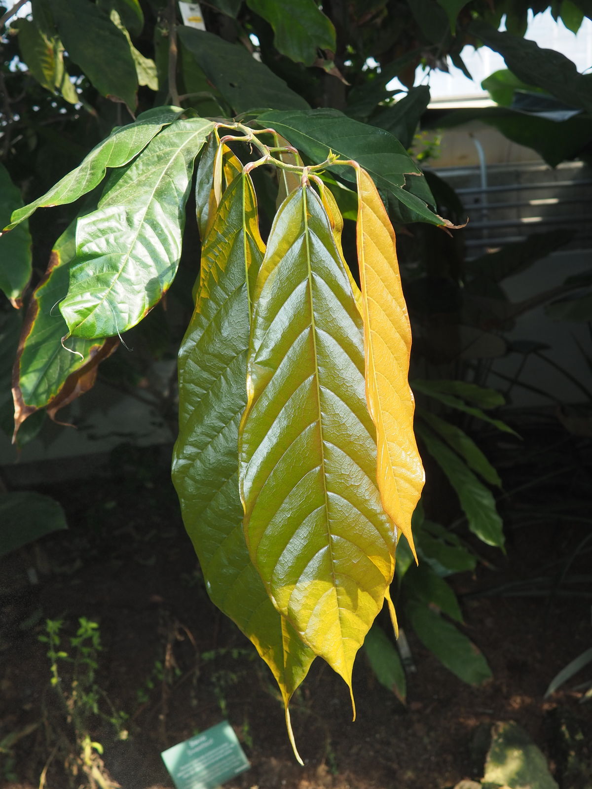 cacao leaves