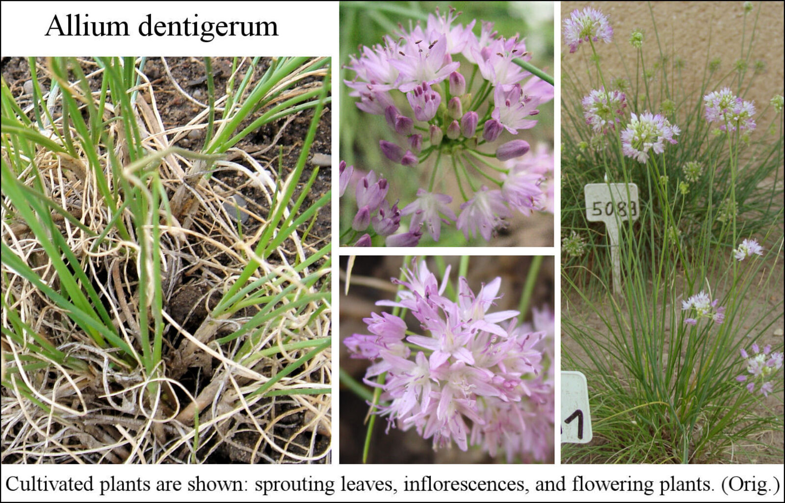 Allium dentigerum