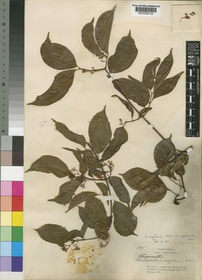 Kew Gardens K000036152:  Gossweiler, J. [591] Angola