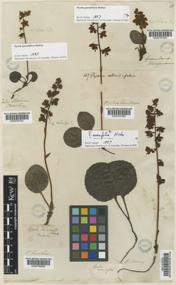 Kew Gardens K000781000:  Torrey [s.n.] Northern America