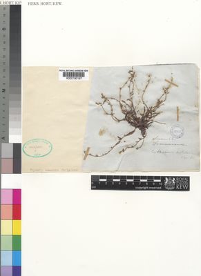 Kew Gardens K000190197:  Drummond [s.n.] Australia