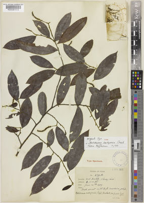 Kew Gardens K000061513:  Kerr, A.F.G. [676] Thailand