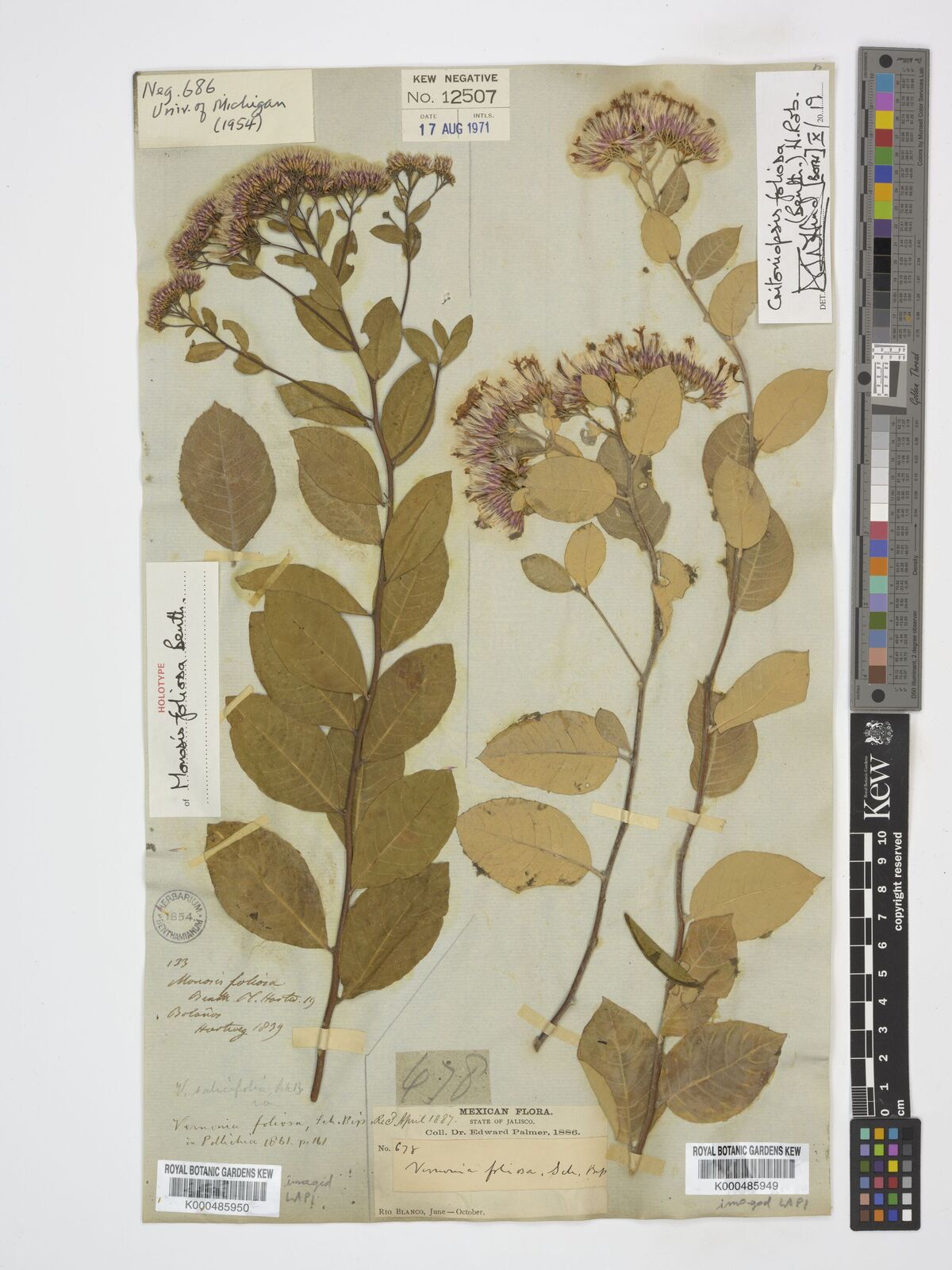 Kew Gardens K000485949:  Palmer, E. [678] Mexico