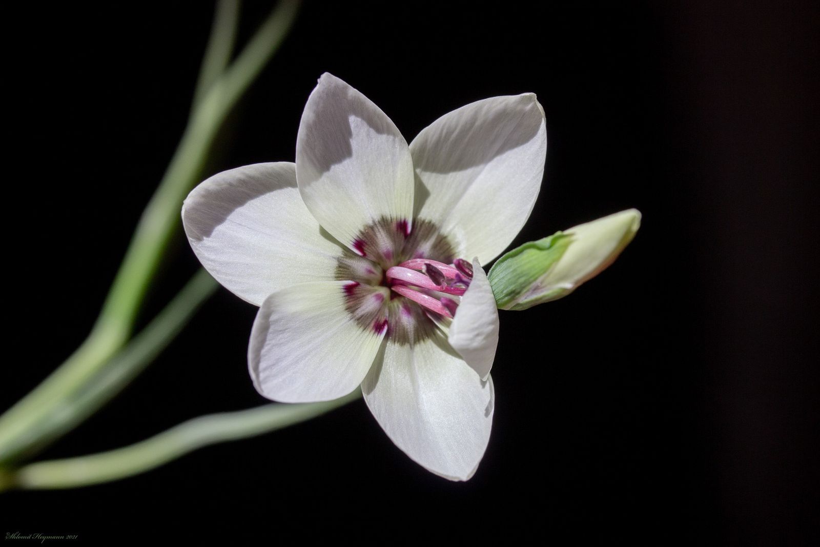 Geissorhiza tulbaghensis