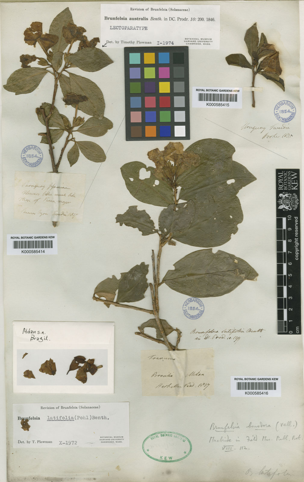 Brunfelsia Australis Benth. | Plants Of The World Online | Kew Science