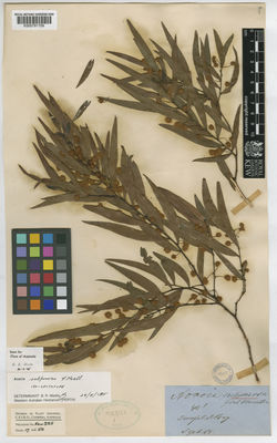 Kew Gardens K000791709:  s.coll. [401] Australia