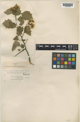 Kew Gardens K000758824:  Canby, W.M. [s.n.] United States