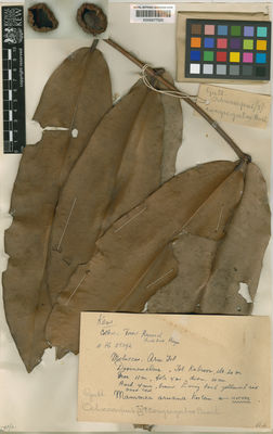 Kew Gardens K000677520:  [Forest Research Institute] [25392] Indonesia
