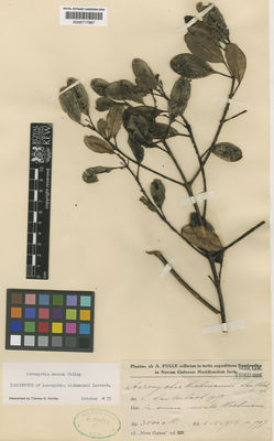 Kew Gardens K000717887:  s.coll. [997] Papua New Guinea