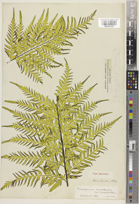 Kew Gardens K001057892:  s.coll. [s.n.]