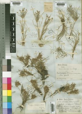 Kew Gardens K000416555:  Drege [s.n.] South Africa