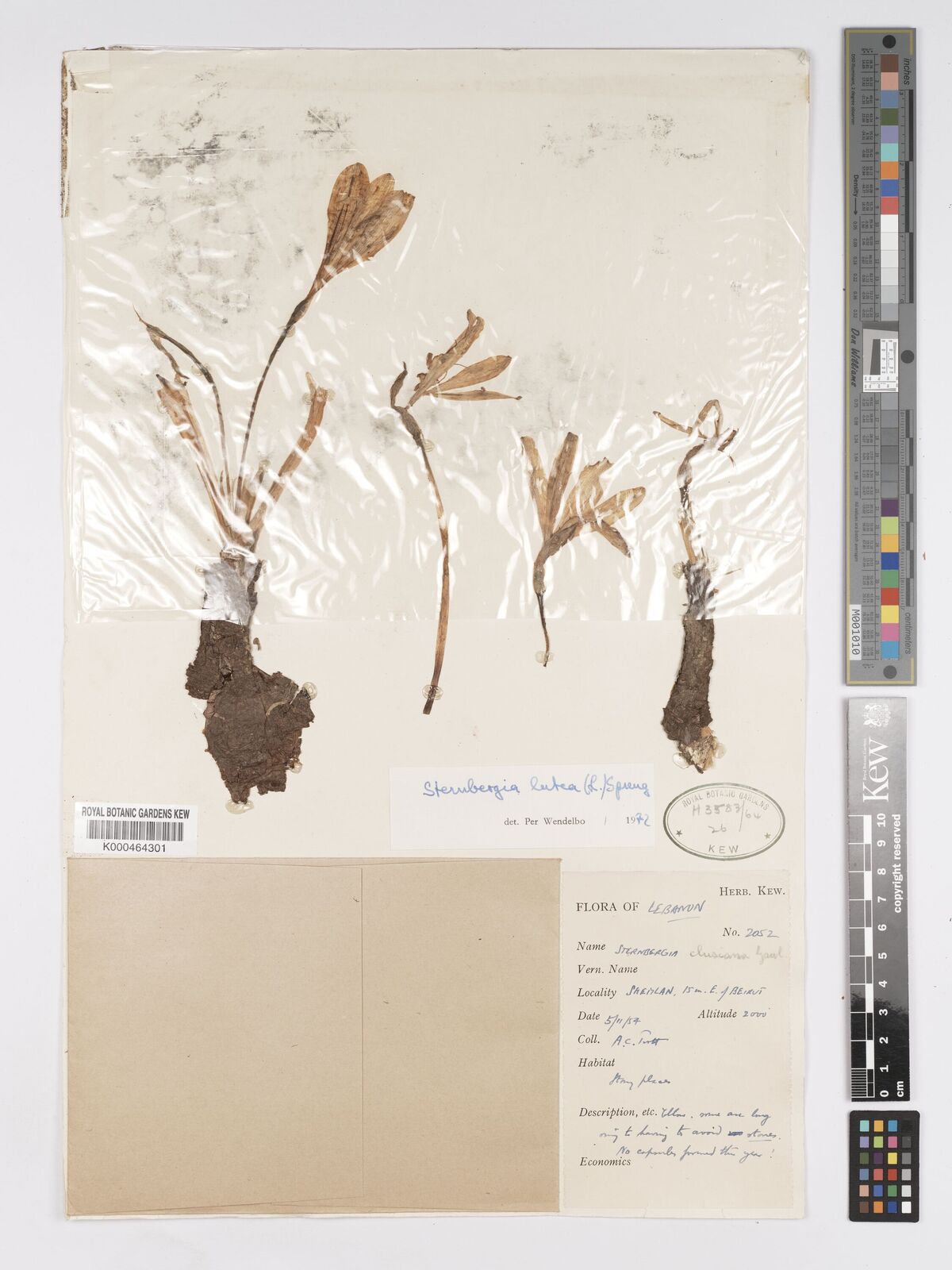 Kew Gardens K000464301:  Purtt, A.C. [2052] Lebanon