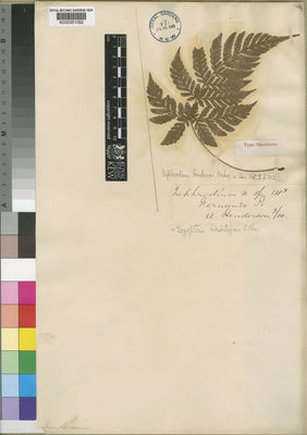 Kew Gardens K000351092:  Henderson, A. [s.n.] Equatorial Guinea