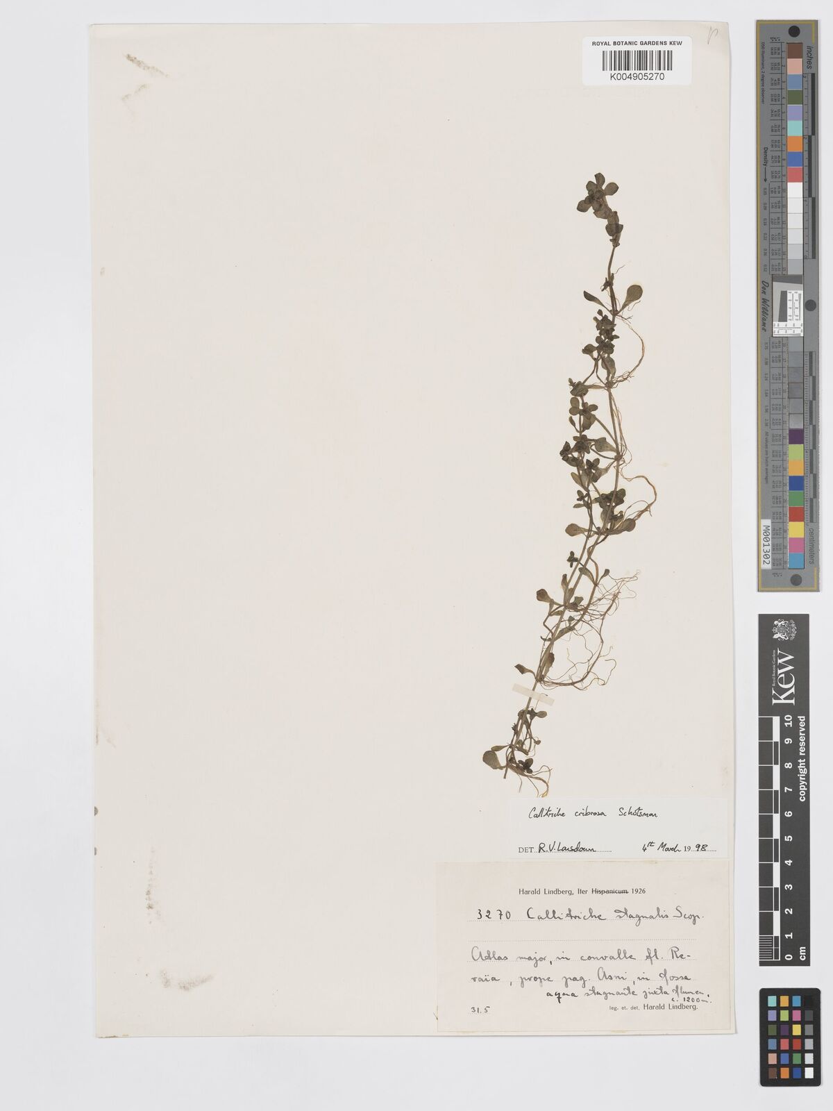 Callitriche cribrosa Schotsman | Plants of the World Online | Kew Science
